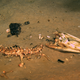 51 days after this alligator was dropped on the seafloor, bones are all that’s left.
